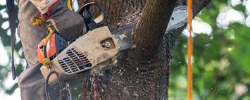 Best Lawn Pest Prevention  in Emerald Bay, TX