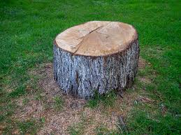 Best Tree Trimming and Pruning  in Emerald Bay, TX