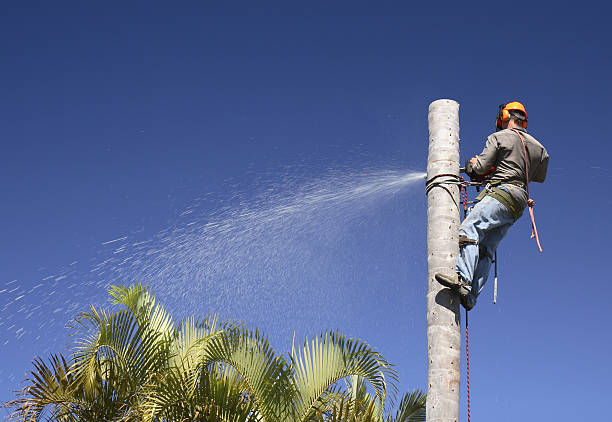 Tree and Shrub Care in Emerald Bay, TX