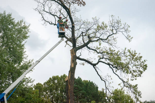 Best Tree Disease Treatment  in Emerald Bay, TX
