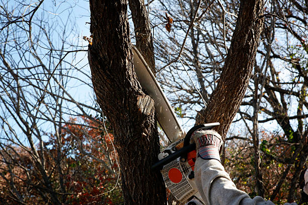Best Arborist Consultation Services  in Emerald Bay, TX